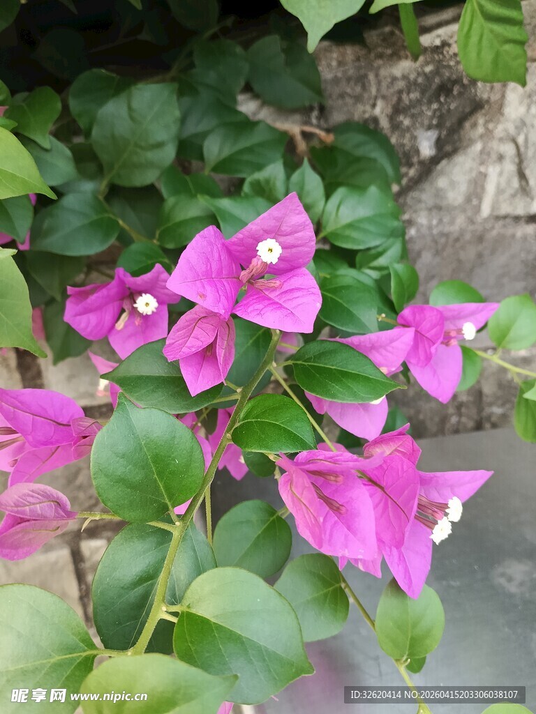 娇艳三角梅绽放