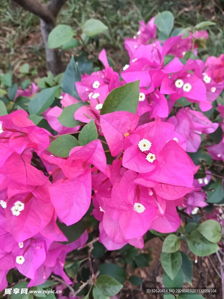 艳丽三角梅绽放