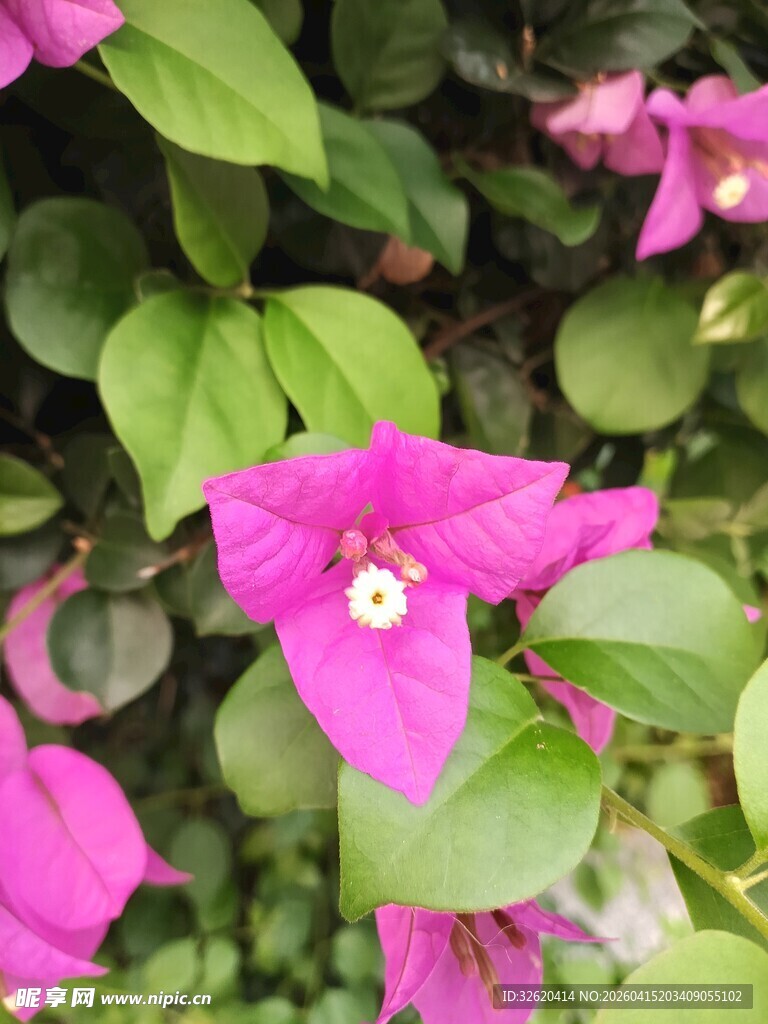 娇艳三角梅绽放