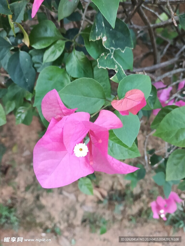 娇艳三角梅绽放