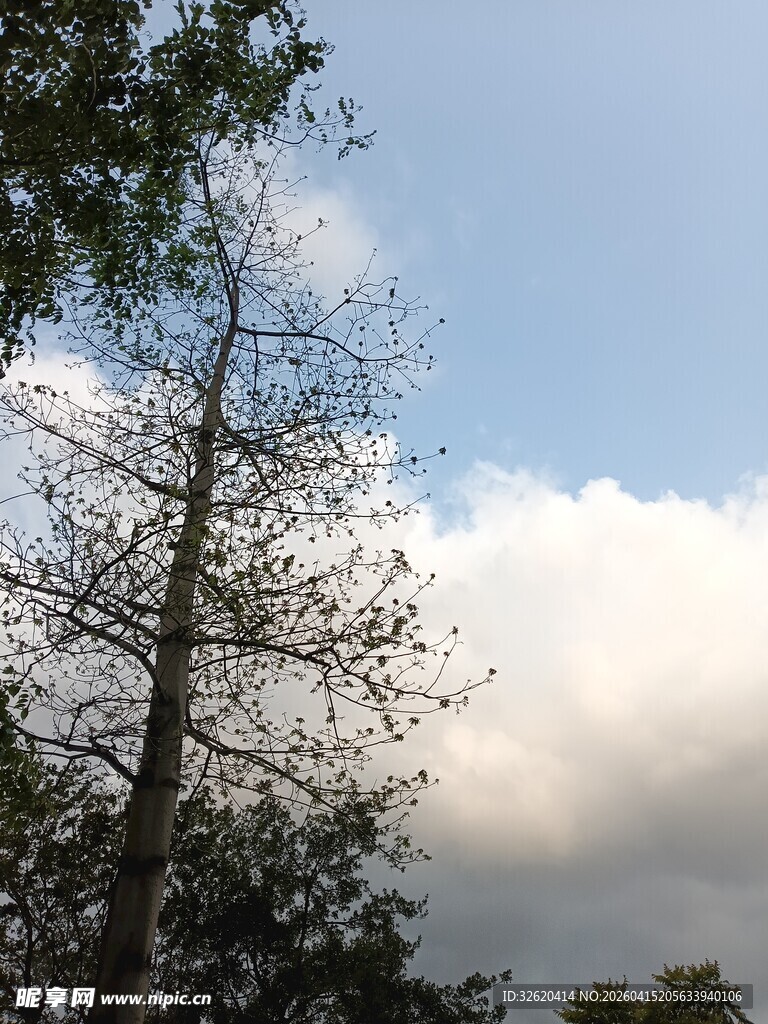 蓝天旁的枯树与云朵