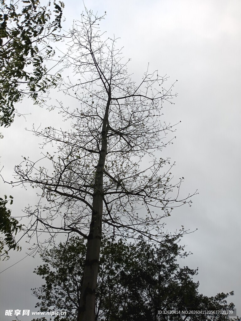 光秃树木与阴沉天空