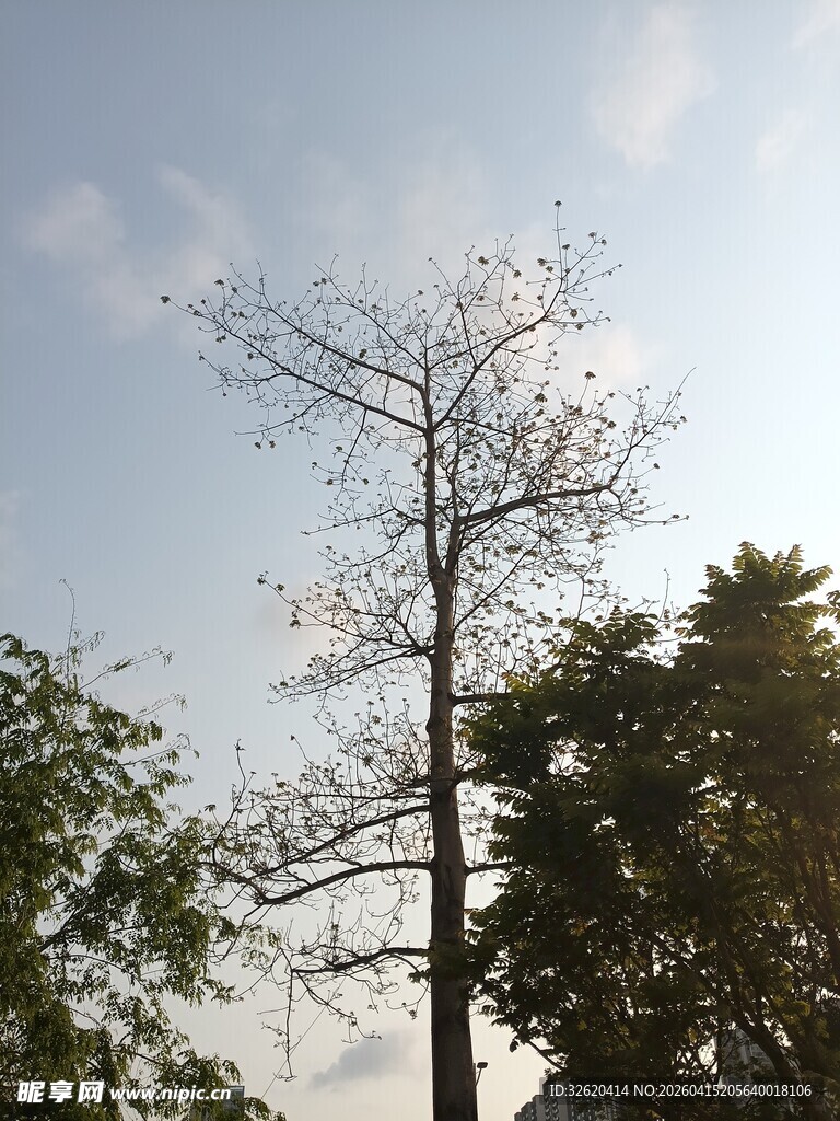 蓝天映衬下的光秃树木