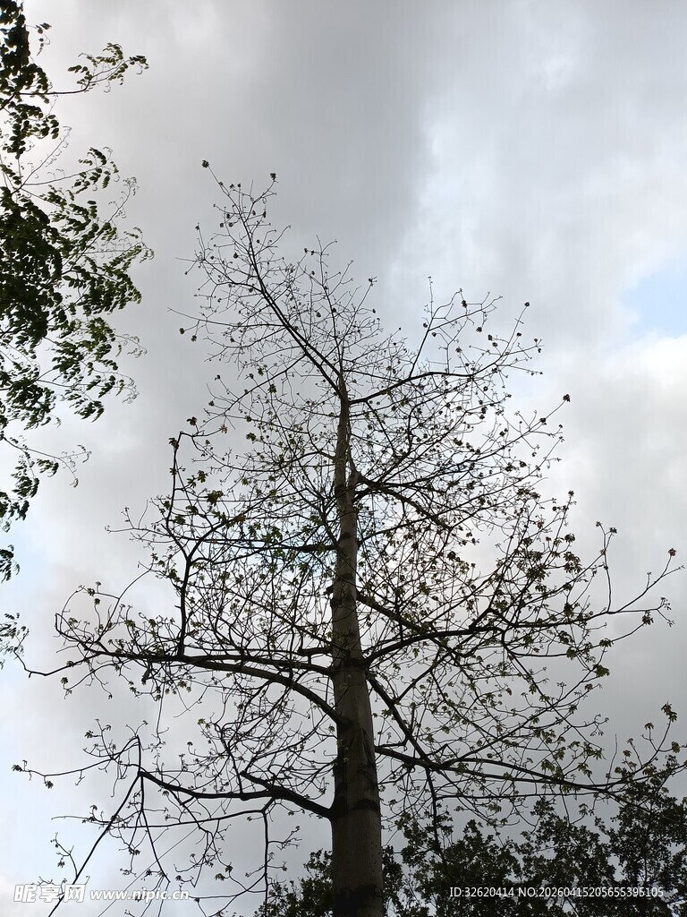 孤树挺立在多云天空下