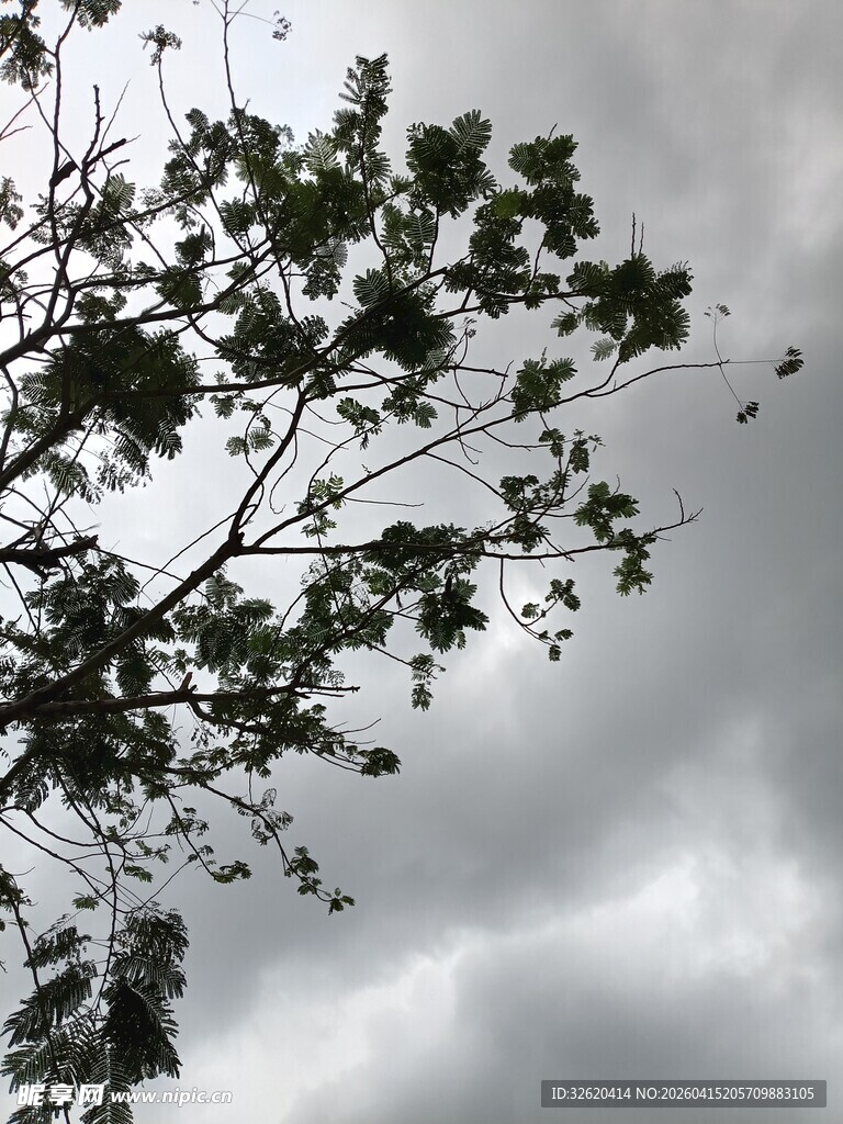 乌云下的树枝与绿叶