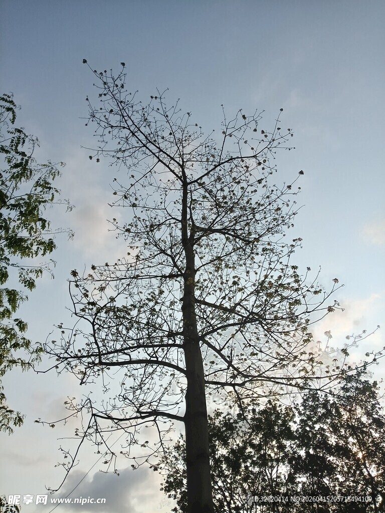 枯树立于蓝天之下