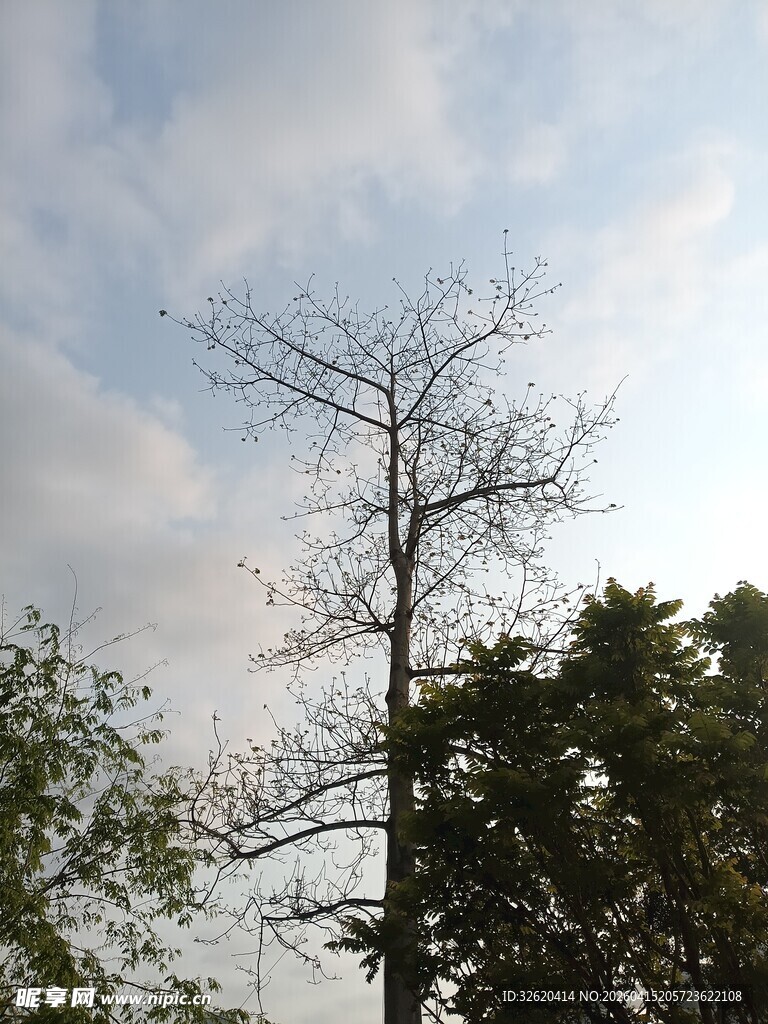 枯树立于葱郁林木间