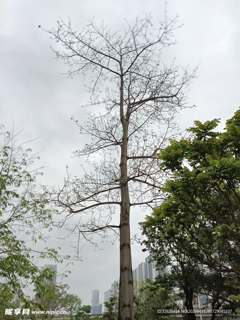 枯树立于葱郁林间