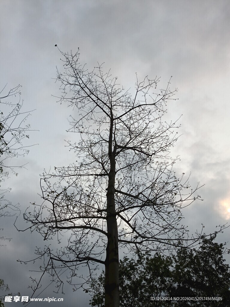 孤树挺立在阴沉天空下