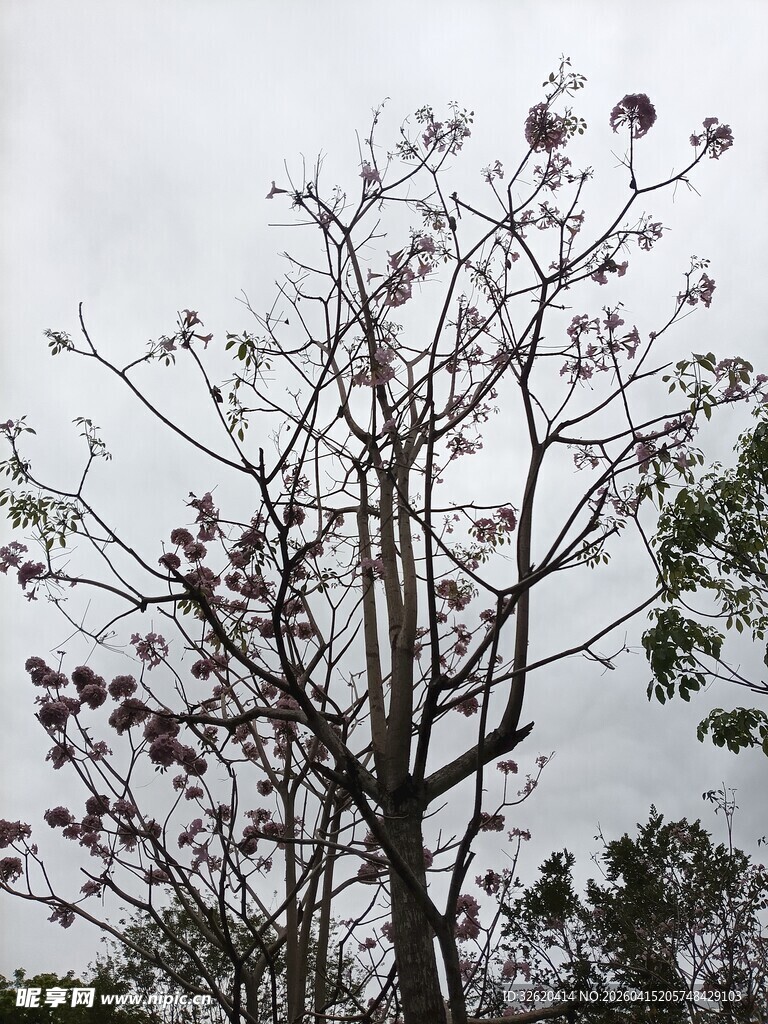 枝头绽放的稀疏紫色花朵