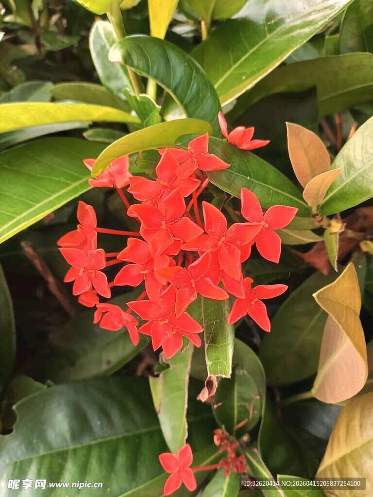 鲜艳红色花朵绽放绿叶间