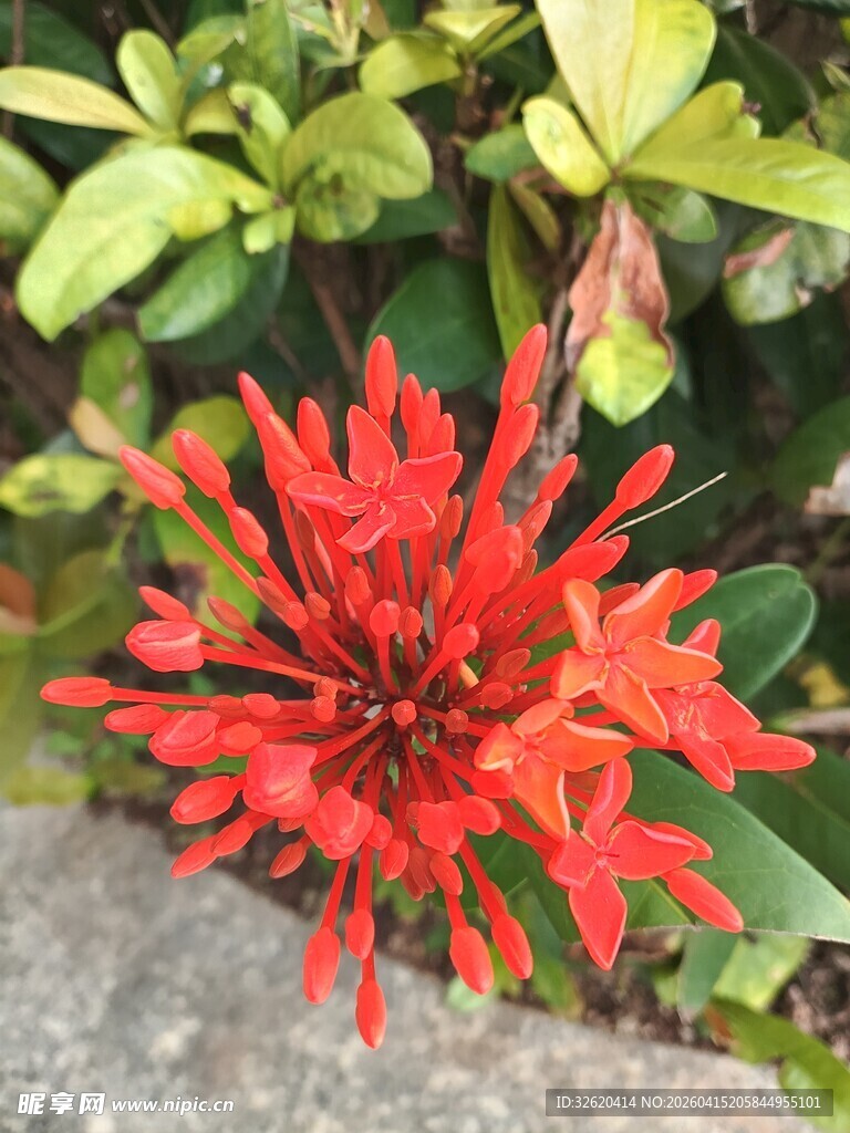 艳丽红色花卉绽放瞬间