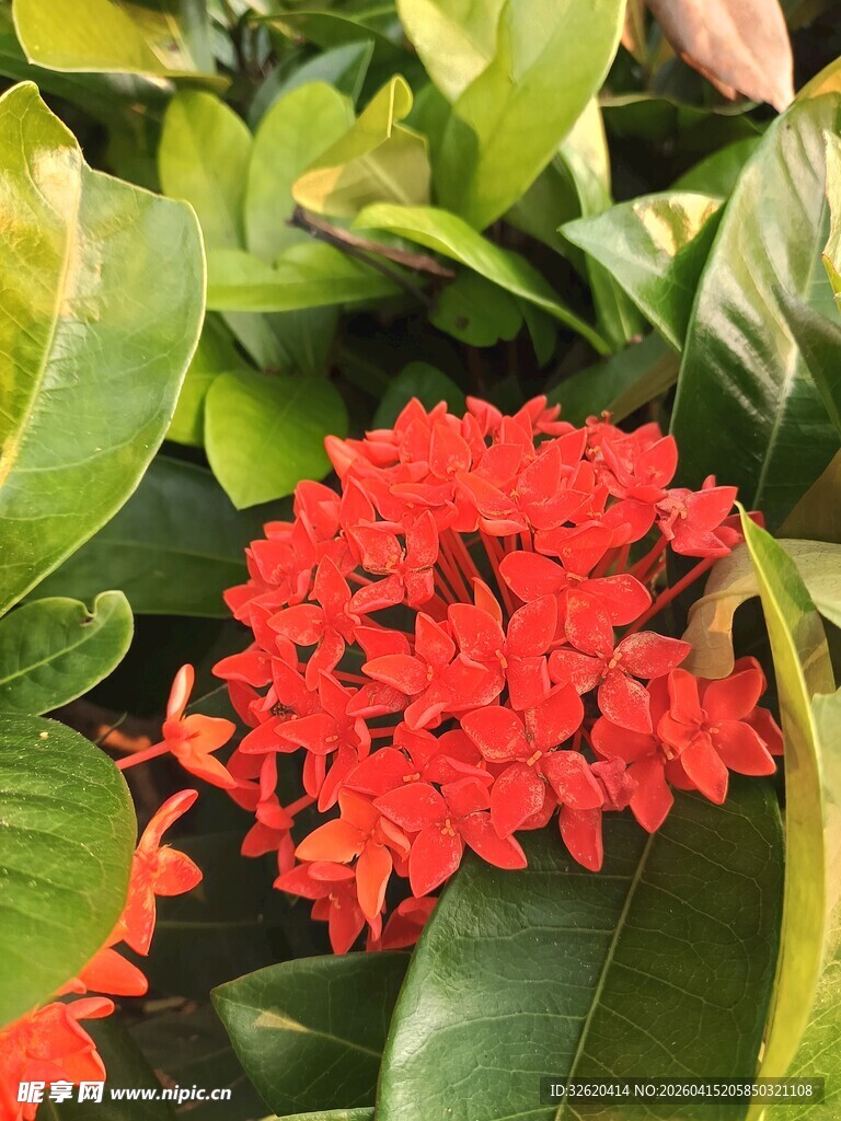 鲜艳红色花朵与绿叶相伴