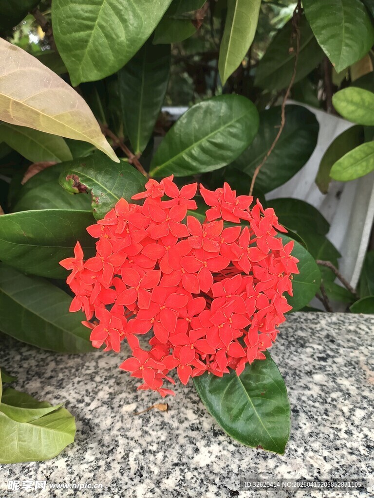 鲜艳红色花朵绽放绿叶间