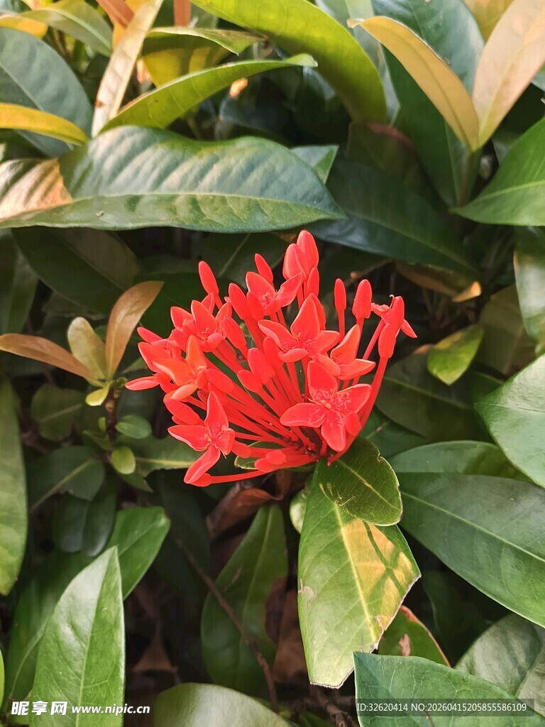 艳丽红花朵伴翠绿叶片