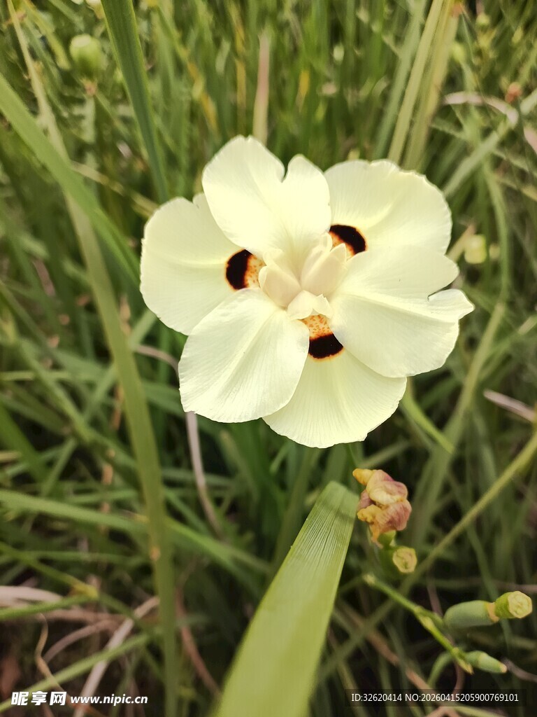 白色花朵绽放于草丛中