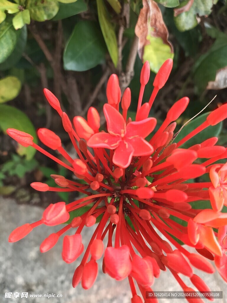 鲜艳红色龙船花