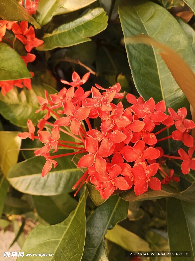 鲜艳红色龙船花绽放