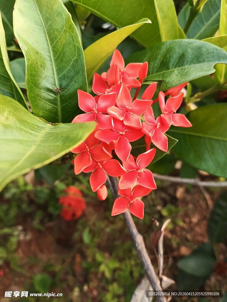 鲜艳龙船花绽放绿叶间