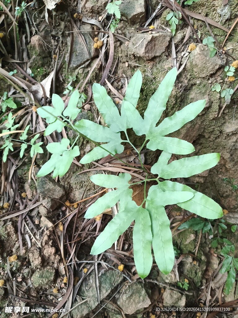 地面上的绿色羽状植物