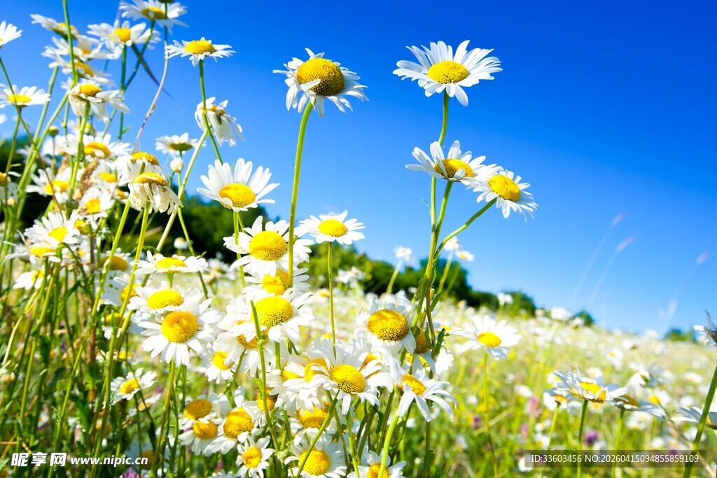 蓝天下盛放的雏菊花海