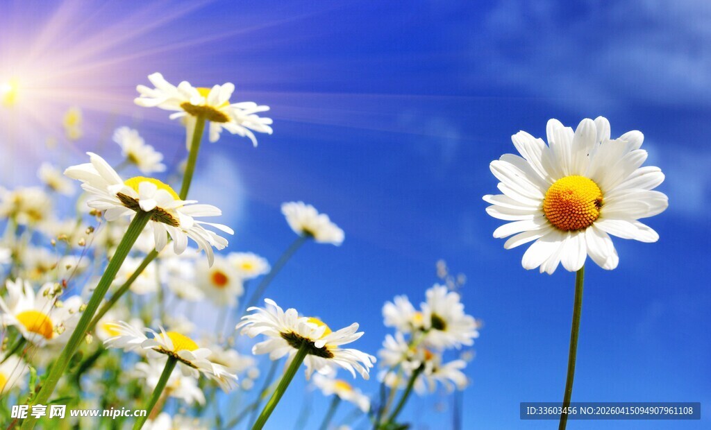 蓝天雏菊绽放