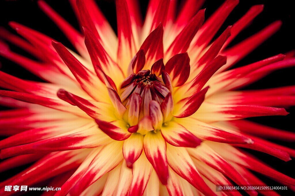 艳丽大丽花绽放之美