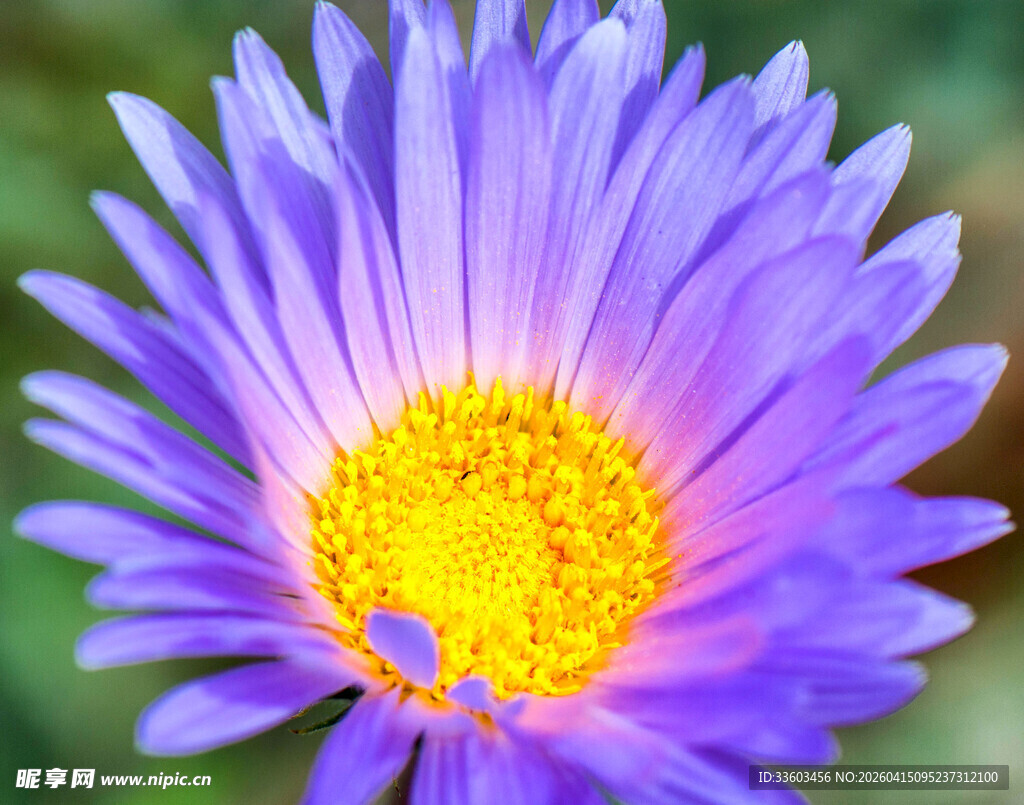 紫色绽放花朵特写