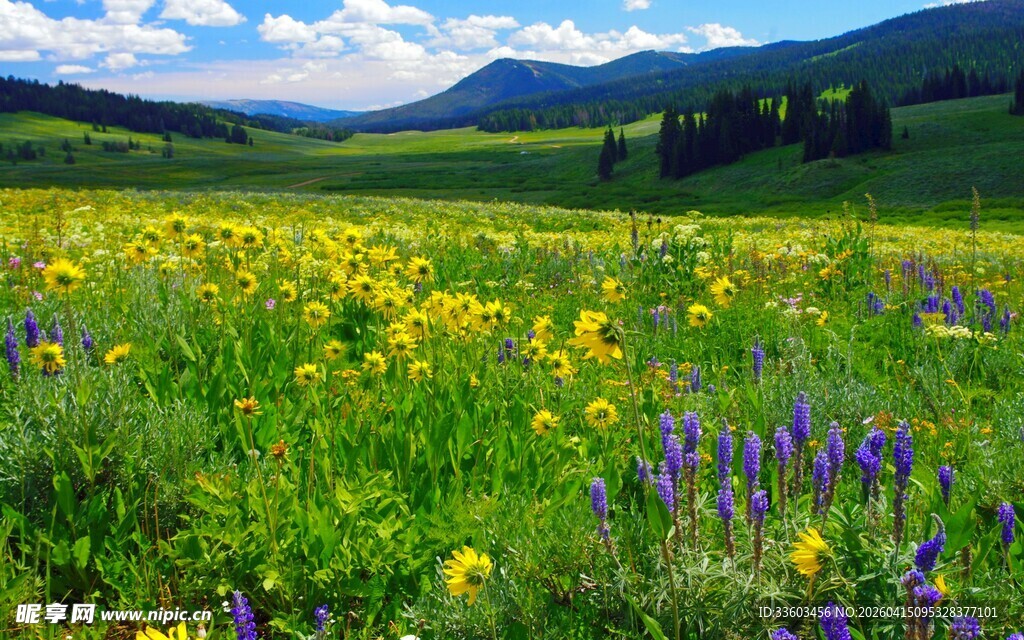 草原花海美景