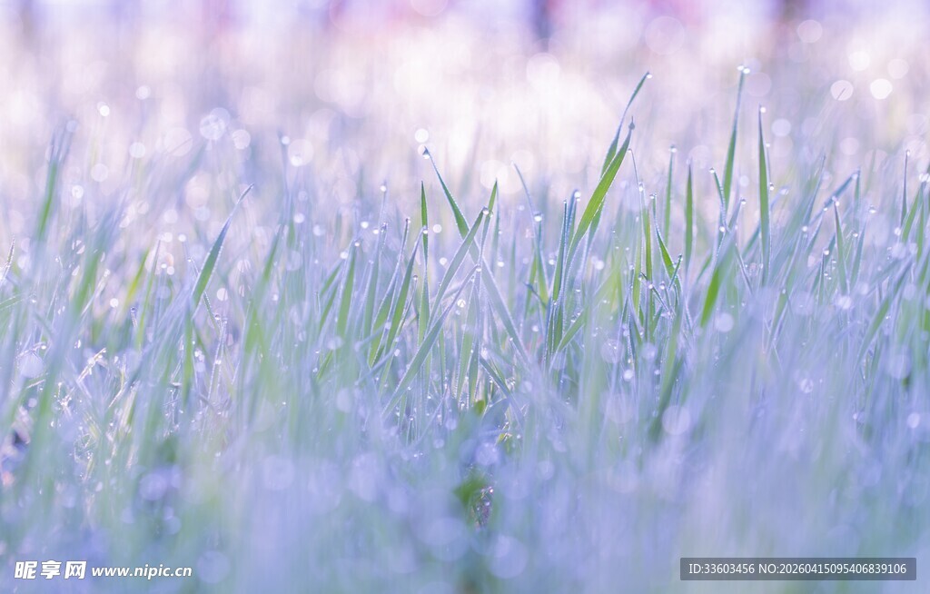 梦幻紫色草地美景