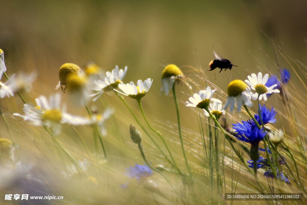 野花丛中蜜蜂飞舞
