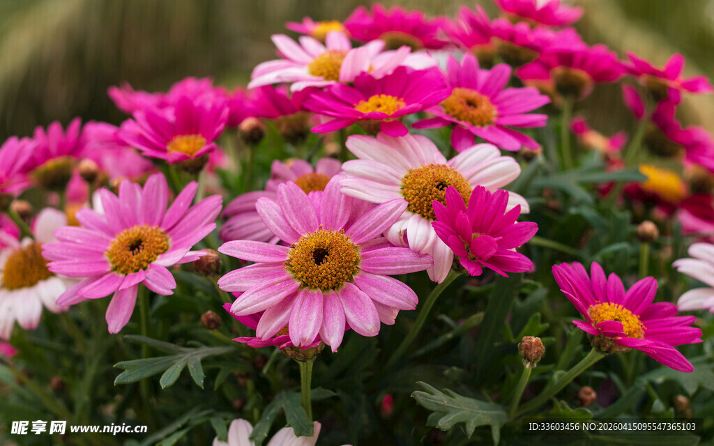 娇艳粉色雏菊绽放