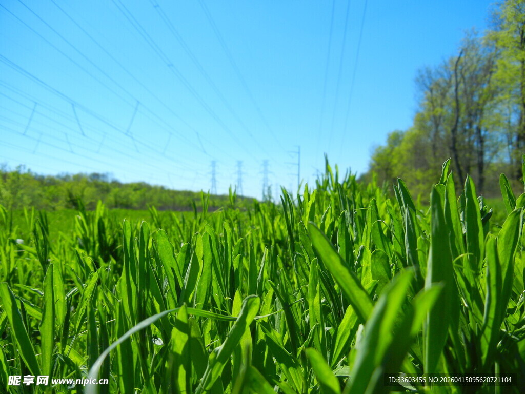 翠绿麦田与蓝天春色图景