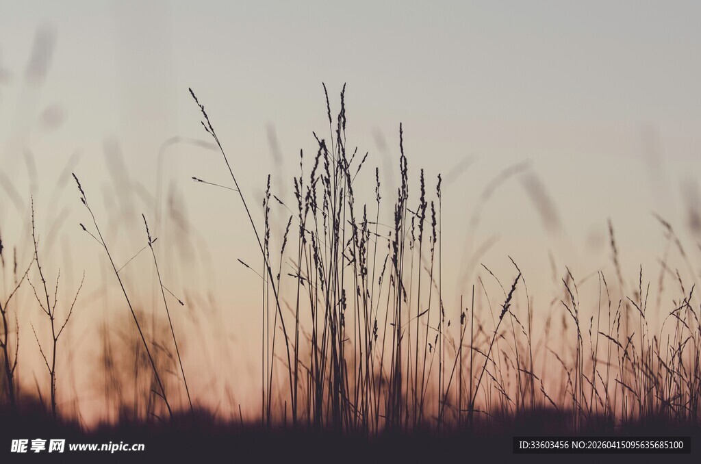 夕阳下的芦苇剪影