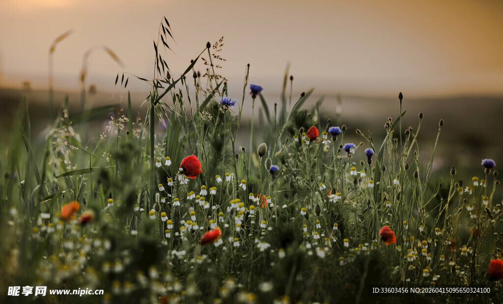 夕阳下的多彩野花田