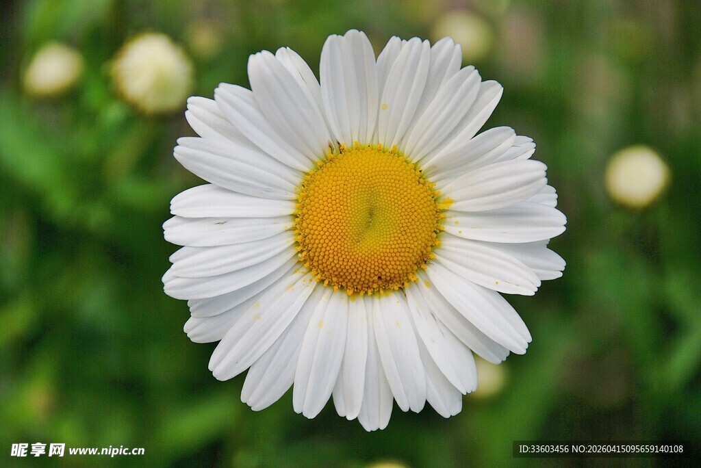 白色雏菊绽放于绿野