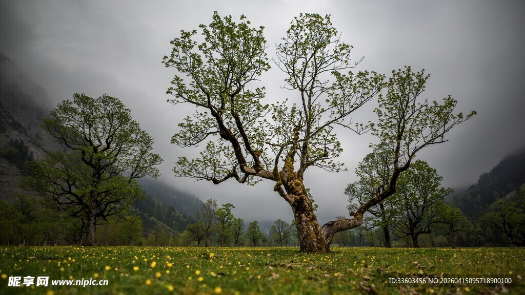 荒野孤树绽于黄花绿野间