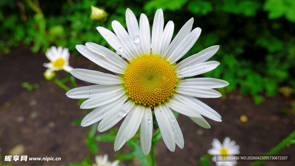 绽放的白色雏菊