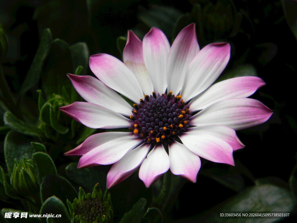 粉白勋章菊特写