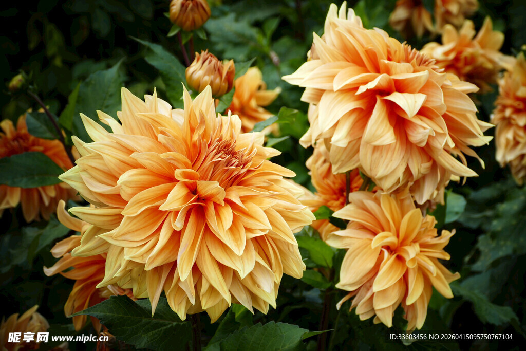 橙黄色大丽花绽放