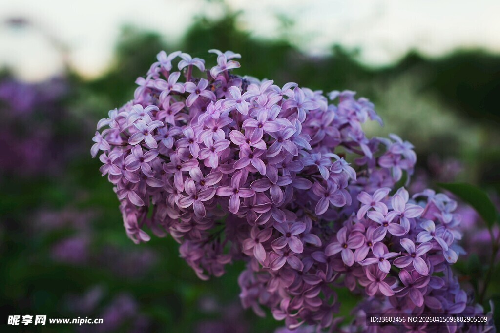 紫丁香花特写