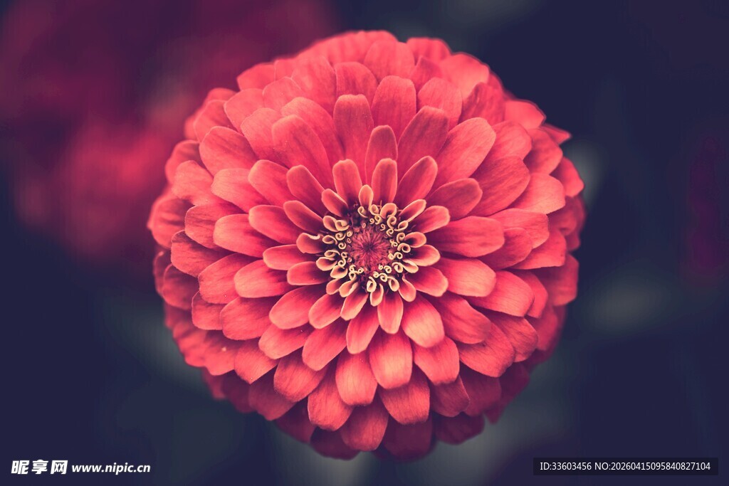 娇艳红花朵特写