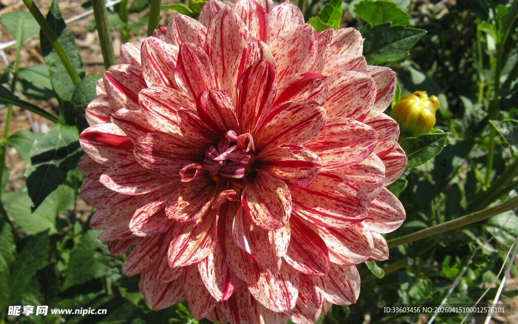 娇艳大丽花绽放