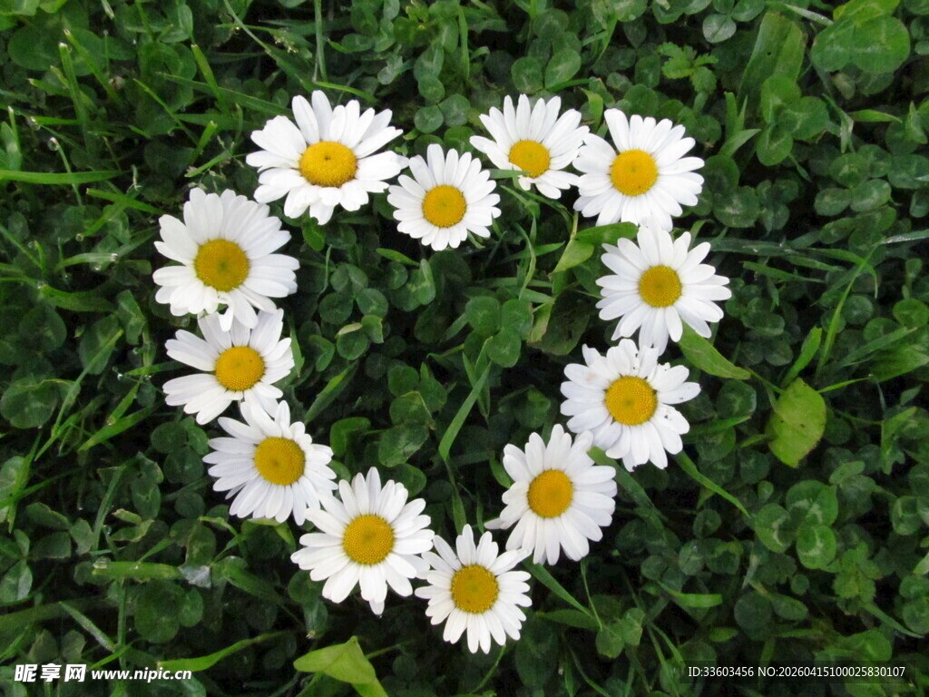 雏菊组成的心形浪漫画面