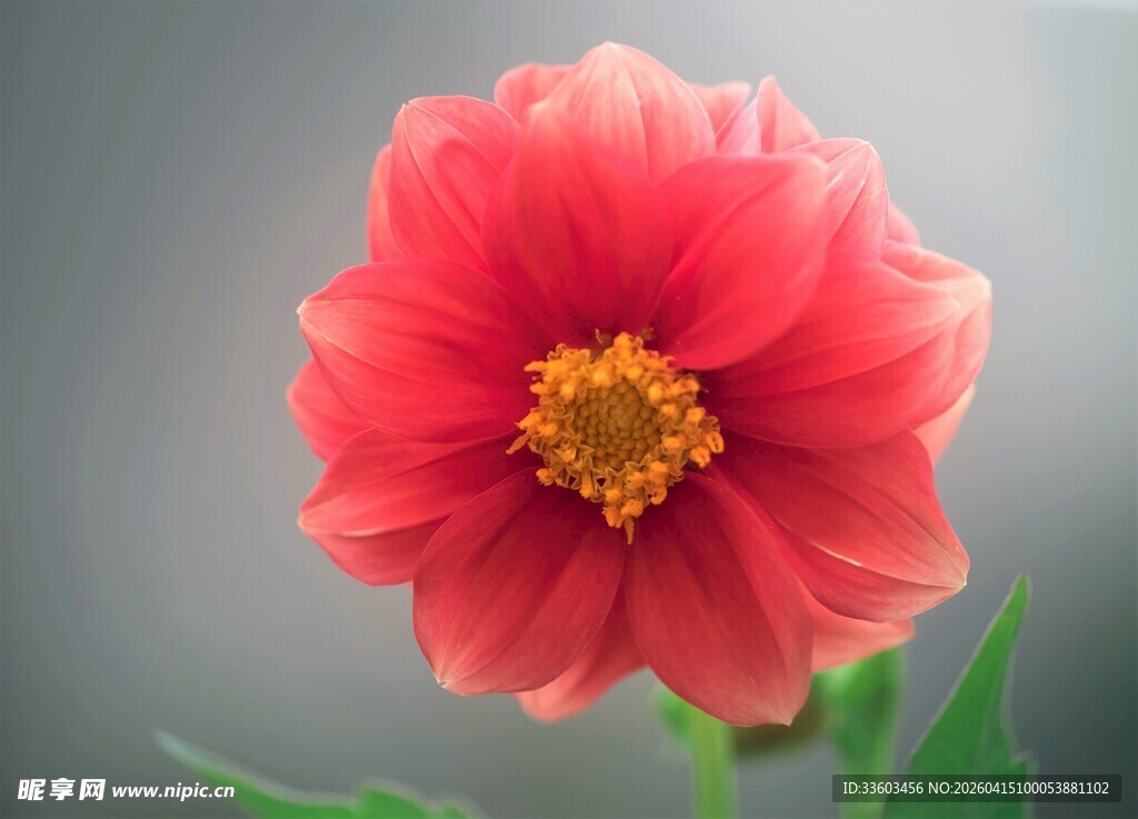 娇艳红花朵特写