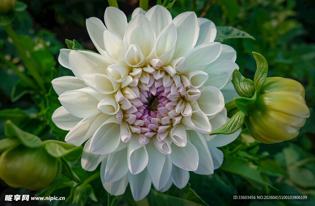 白色大丽花特写