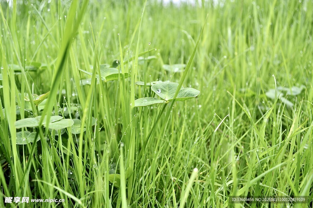 翠绿生机盎然的青青草地