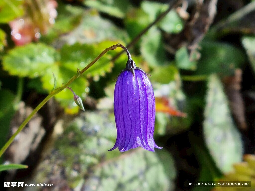 紫色风铃花特写