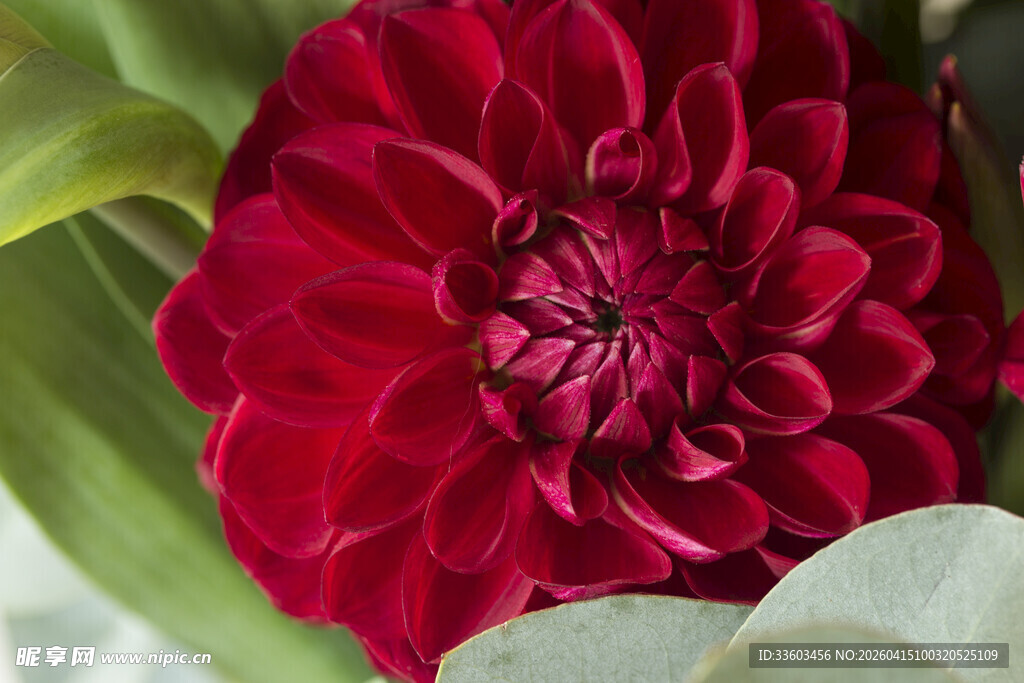 深红大丽花特写