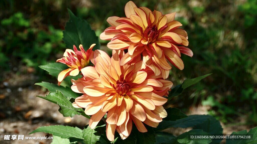 橙色大丽花绽放